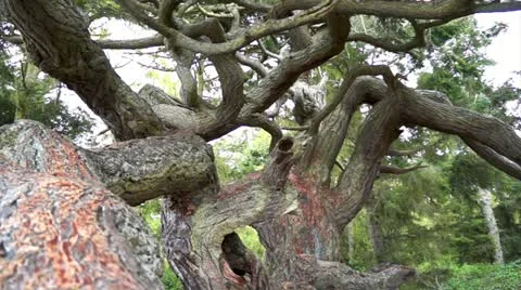 Old tree Stock Footage 10915024