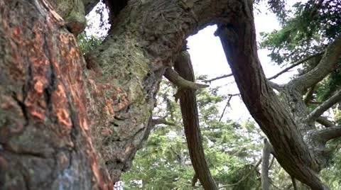 Old tree Stock Footage 10915060