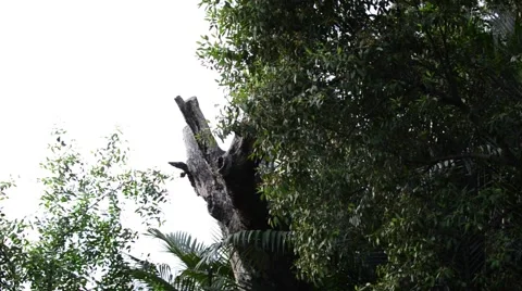 Old Tree Stock Footage 50292850