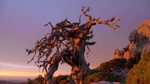 The old tree, Stock Footage 53821551