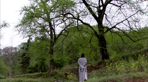 Up at the old tree Video stock 58367786