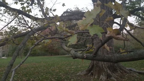Old tree Stock Footage 97148452