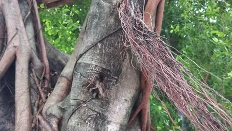 Old tree Stock Footage 143943032