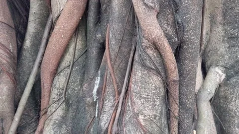 Old tree Stock Footage 143943039