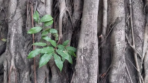 Old tree Stock Footage 143943069