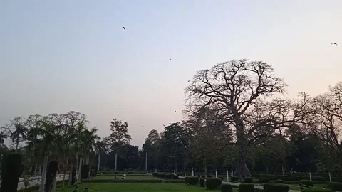 Old tree Video stock 149868047