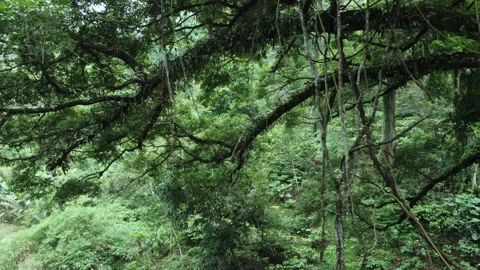 Old Tree Video stock 205427116