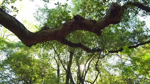 Old tree in a forest. Amazing trees in a forest. Low angle view from trees Stock Footage 204940365