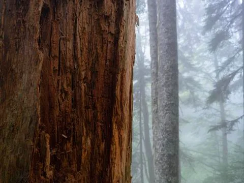 Old tree in the forest. Close up Stock Photos