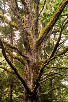 Old tree in the forest. Close up of a tree trunk Foto stock