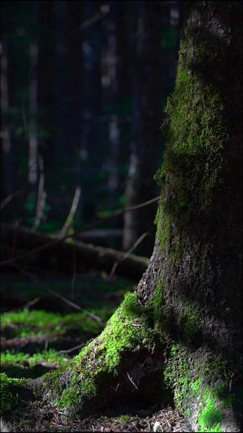 An old tree in the forest, covered with moss. The light of the sun falls at dawn Stock Footage 283662271