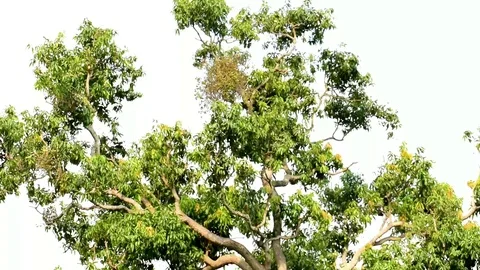 Old tree from a forest Stock Footage 108728805