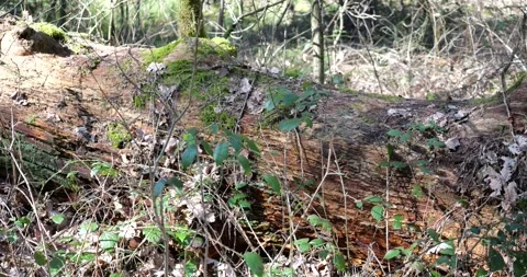 An old tree in the forest Stock Footage 274437300