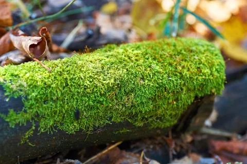 Old tree in the forest with growing moss on the trunk. Stock Photos