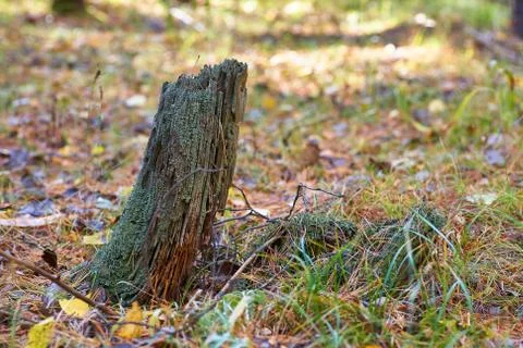 Old tree in the forest with growing moss on the trunk. Stock Photos