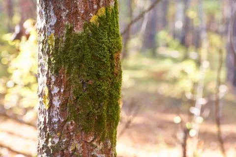 Old tree in the forest with growing moss on the trunk. Stock Photos