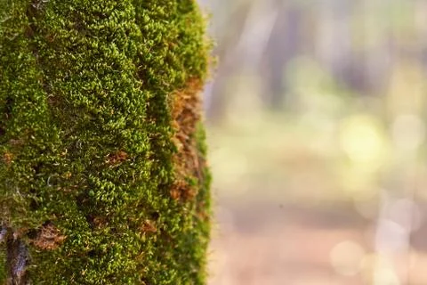 Old tree in the forest with growing moss on the trunk. Stock Photos