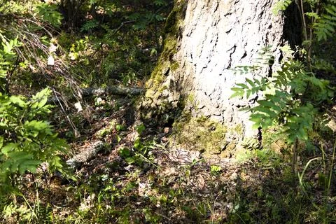 Old tree in the forest with moss on the branches and leaves. Stock Photos