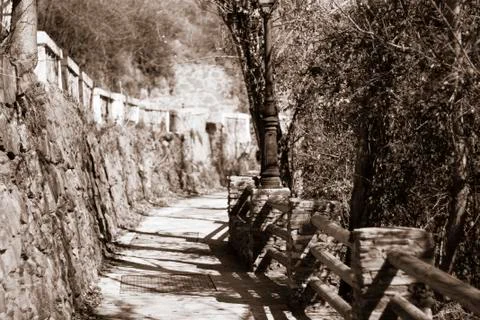 Old tree in forest path, brown monochrome Stock Photos