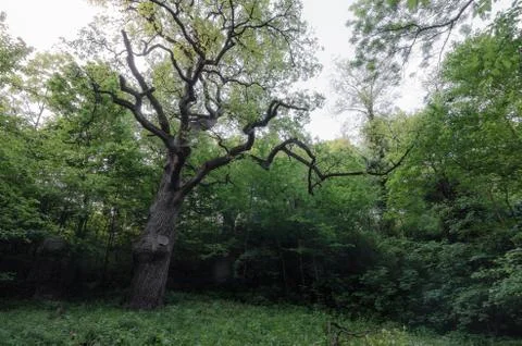 Old tree forest Stock Photos