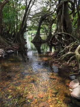 Old tree in the forest Stock Photos