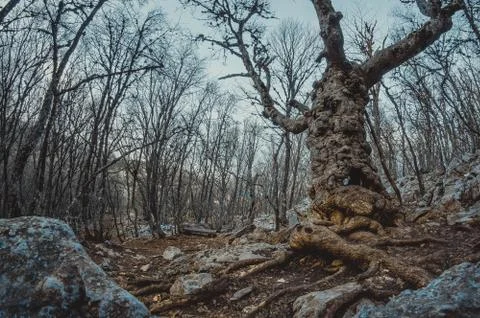 Old tree in the forest Stock Photos