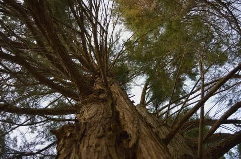 Old Tree In The Forest Stock Photos