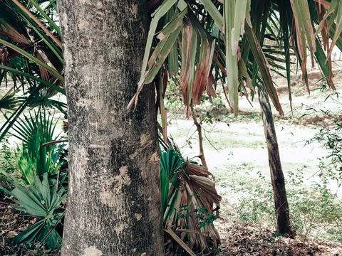 Old tree in the forest Stock Photos