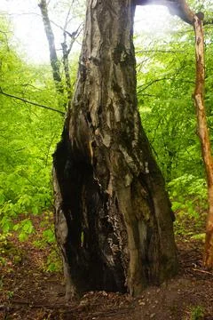 Old tree in the forest Stock Photos