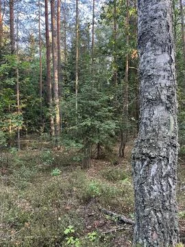 Old tree, forest Stock Photos