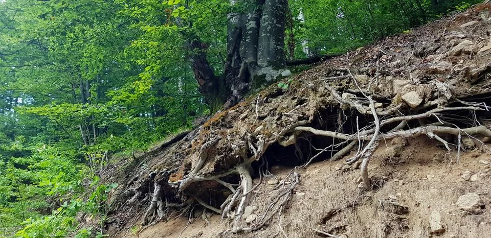 Old tree in the forest Stock Photos