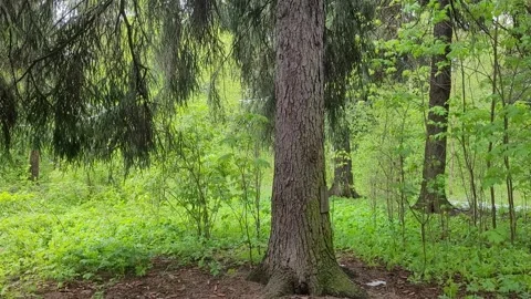 Old tree in the forest in spring in May Stock Footage 274783640