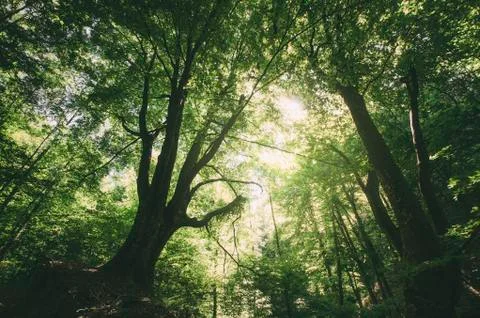 Old tree in forest in summer sunlight Stock Photos