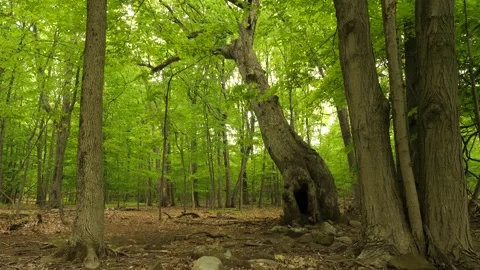 Old tree in forest tilt shot Stock Footage 154911320