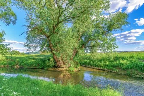 An old tree at a fork in the river on a summer day with a blue sky and clouds Stock Photos