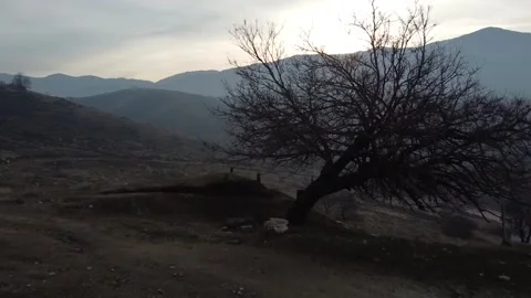Old tree in front of the mountains next to the sheep Stock Footage 145151080