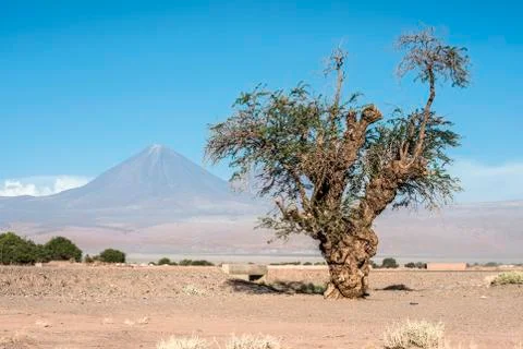 Old tree front of Volcano Licancabur, Atacama desert of Chile Stock Photos