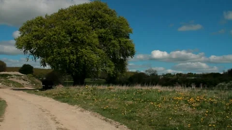 An old tree full of leaves in a sunny Irish day Stock Footage 10916875
