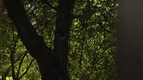 An old tree in the garden Stock Footage 231676881