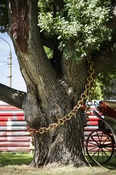 Old tree with golden chains and a carriage on the background of the red fence Stock Photos