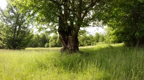 Old tree on the green glade in the forest in the mountains Stock Footage 40621009