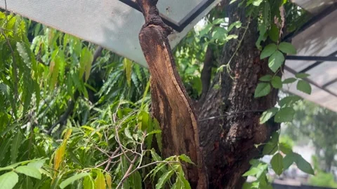 Old tree with green leaf Stock Footage 282170526