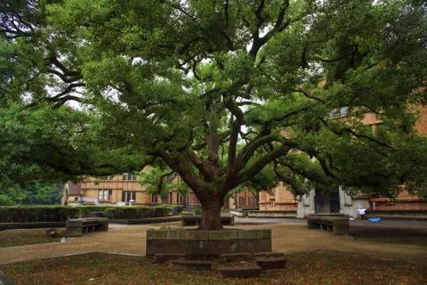 Old tree with green spring leave Stock Photos