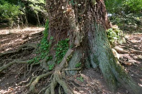 Old tree grow round of Efue that has been truncated detail Stock-Fotos