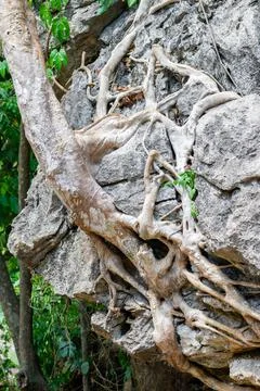 Old tree growing from cliff with web of roots in jungles Stock Photos