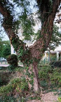 An Old Tree With Growing Leaves Stock Photos