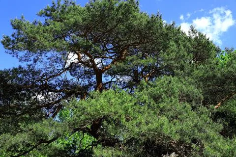 An old tree growing in the middle of a forest clearing Foto stock