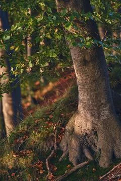 Old tree growing at slope Stock Photos
