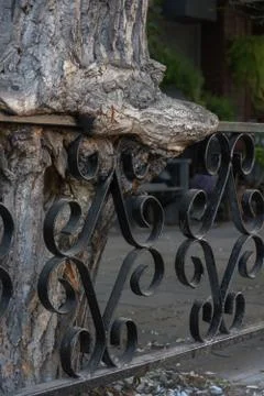 Old Tree Growing through Wrought Iron Fence. Fence rooted in the tree Stock Photos