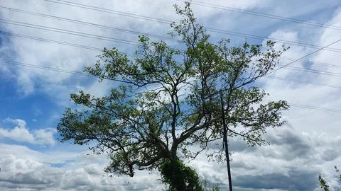 An old tree that grows on the side of the road Foto stock